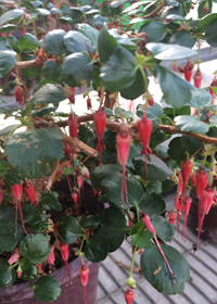 Ribes viburnifolium                     